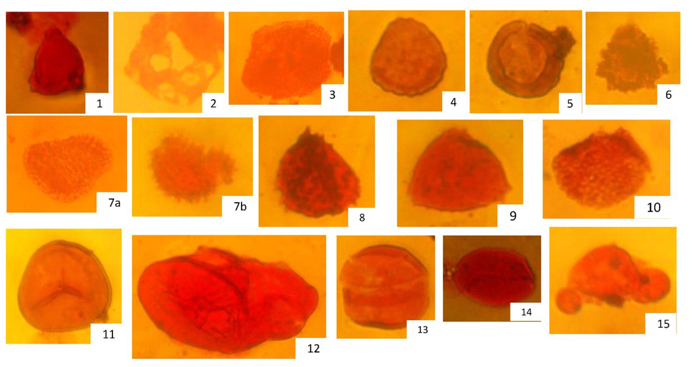 Photomicrographsof selectedpollenandspores fromthe MamuFormation